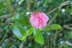 SONY DSC