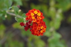 DSC02966