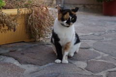 DSC03169