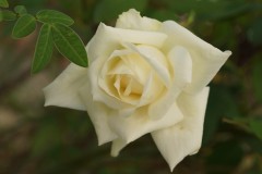 DSC03378
