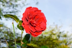 DSC03538