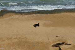 SONY DSC