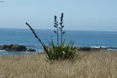SONY DSC