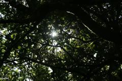 SONY DSC