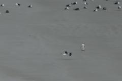 DSC00011