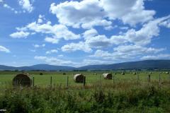 SONY DSC