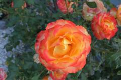 SONY DSC