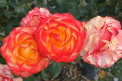 SONY DSC