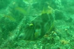 SONY DSC