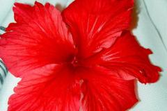 SONY DSC