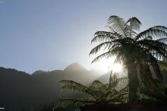 SONY DSC