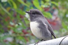 Bush-Robin