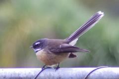 Fantail