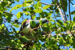 Kereru