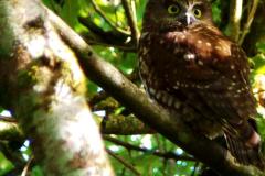 Morepork