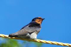 Swallow