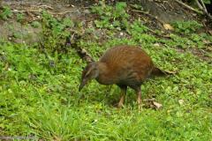 Weka