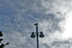 SONY DSC