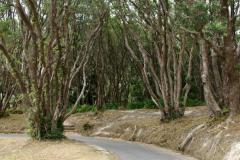SONY DSC
