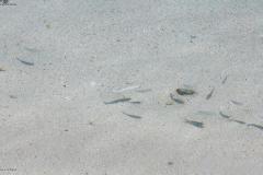 DSC01890