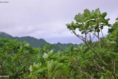 DSC02192