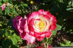 DSC02635