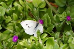 DSC03453