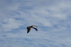 DSC04438