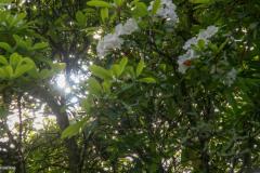 SONY DSC