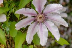 SONY DSC