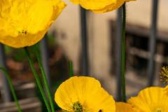 DSC03420