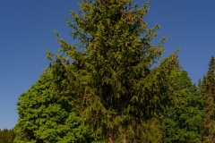 DSC0816