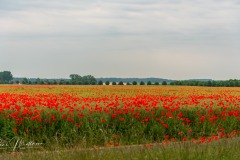 RMA05189